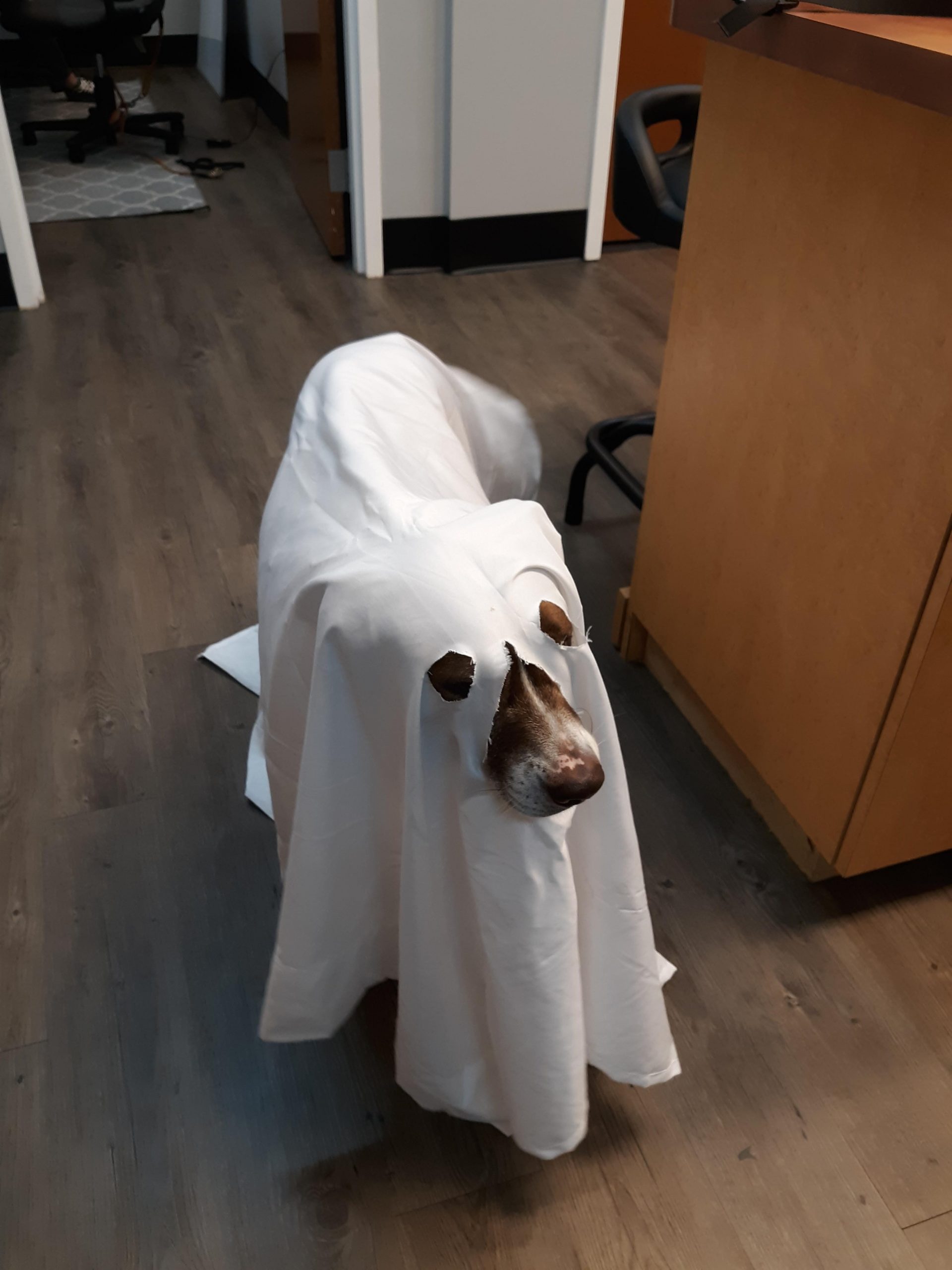 Rudy, therapy dog is a ghost for Halloween