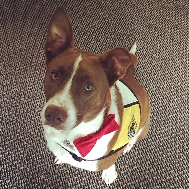 RUDY, CCAC Therapy Dog
